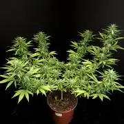 Power plant