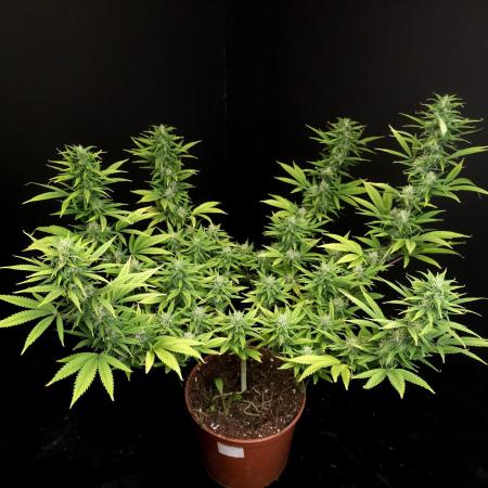 Power plant