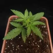 Girl scoute cookies auto