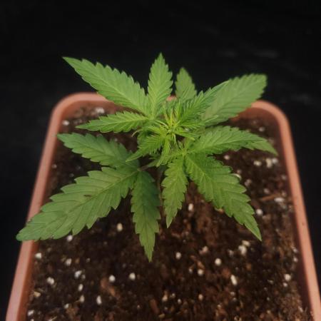 Girl scoute cookies auto