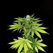 Test 10x51.  2