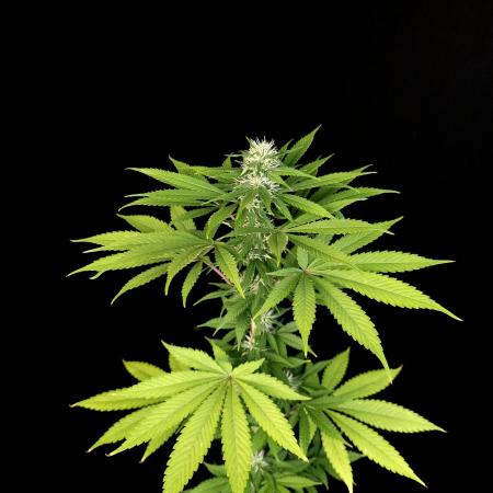 Test 10x51. 2
