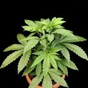 Test 10x51