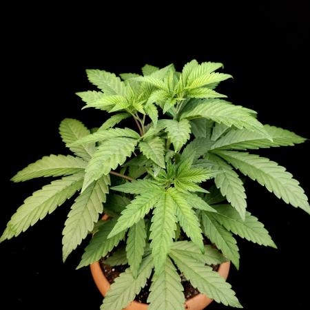 Test 10x51