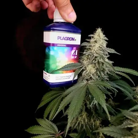 R U N T Z Eternity Grow Cup.