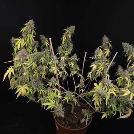 Zkittlez