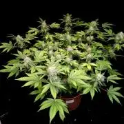 Snow White