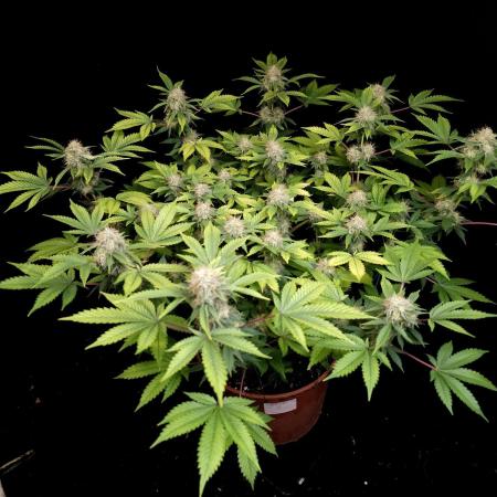 Snow White