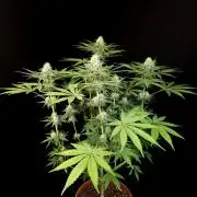 Test 92
