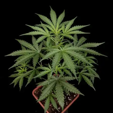 G.s.c auto 2