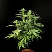 Test 93