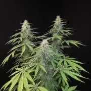 Test 93