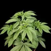 Test 605