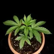 Test 10x51