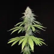 Test 10x51.  2
