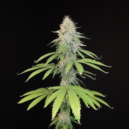 Test 10x51.  2
