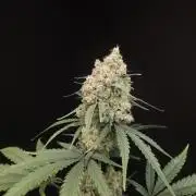 605 test 3