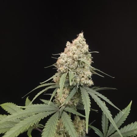 605 test 3