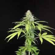 Test 93  2