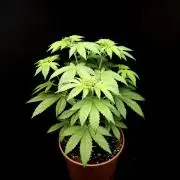 Test 604