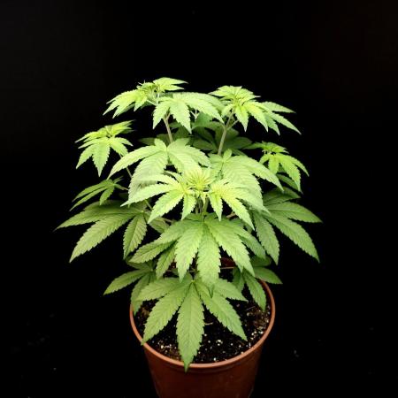 Test 604