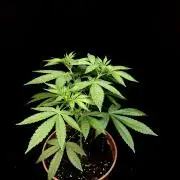Test 93