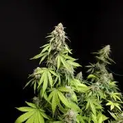 Zkittlez