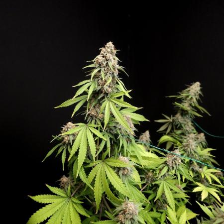 Zkittlez