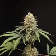 10x51 test 3