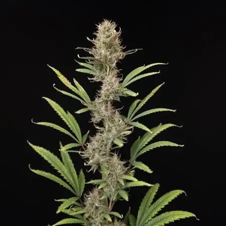 Zkittlez automatic 2