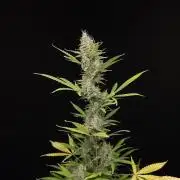 White widow auto 2