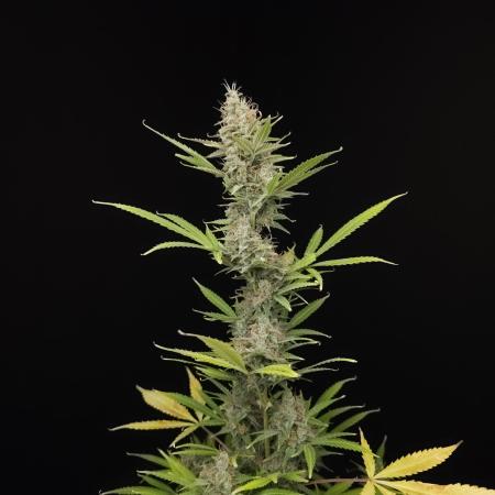 White widow auto 2