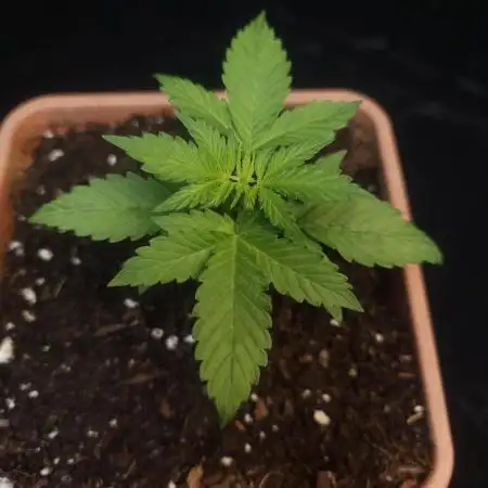 White widow auto