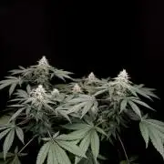 White Widow