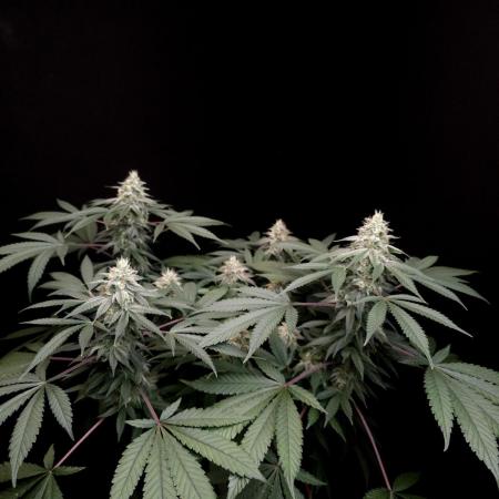 White Widow