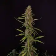 Amnesia Haze Original 2