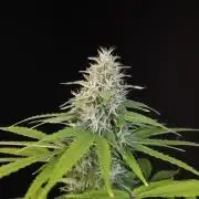 Test 93  2