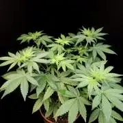 Test 92