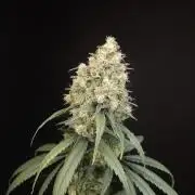 604 test 3