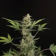 White Widow 2