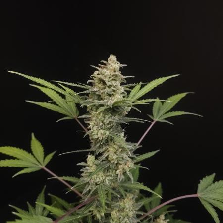 White Widow 2