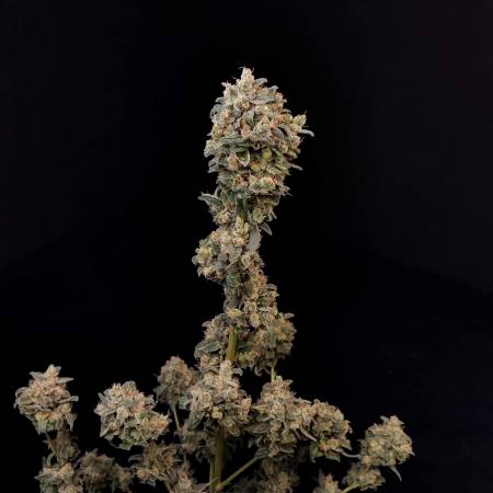 Chemdawg original 2