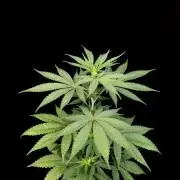 Test 604.  2