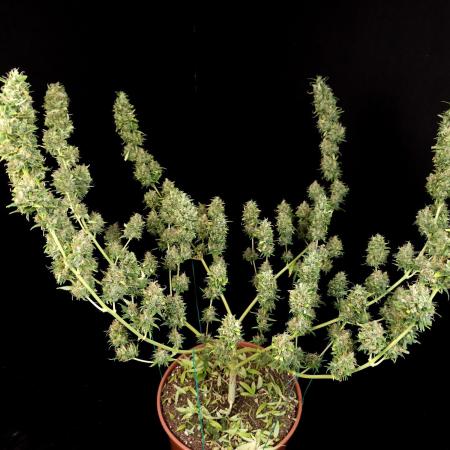 Power plant