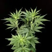 Test 10x51