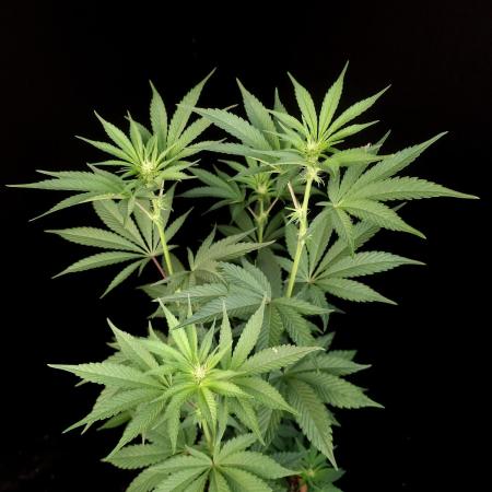 Test 10x51