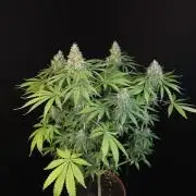 Test 92