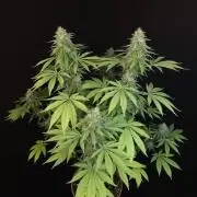 Test 604