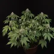 Skunk