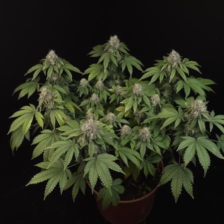Skunk